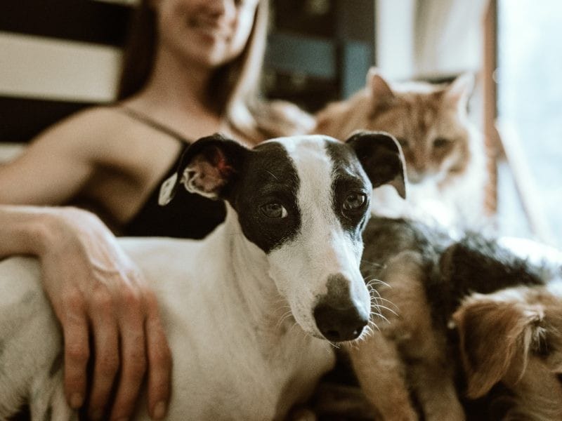 Vivir y Viajar con Mascota a Canadá